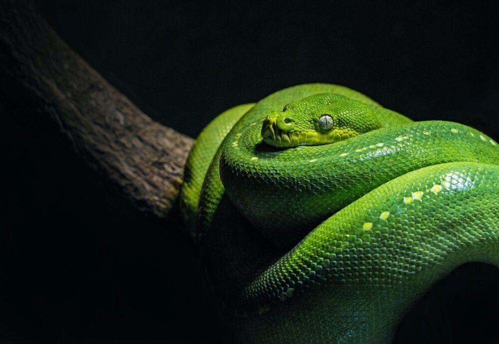 00x691.jpg6713fb3f258d8 - Dream About A Snake In The House – Spiritual and Psychological Insights