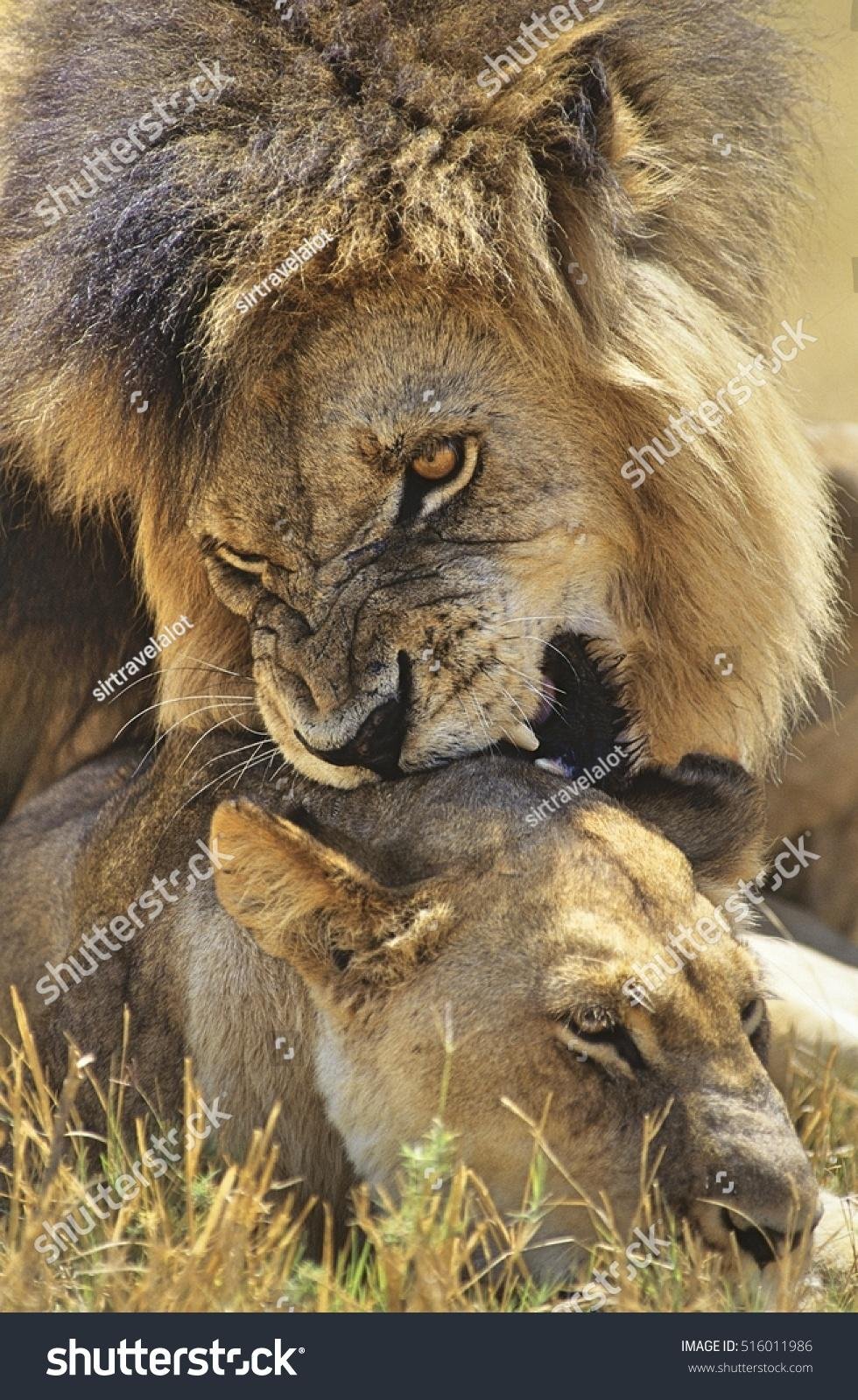 011986 - Dream About Lion Biting Me – Exploring the Meaning