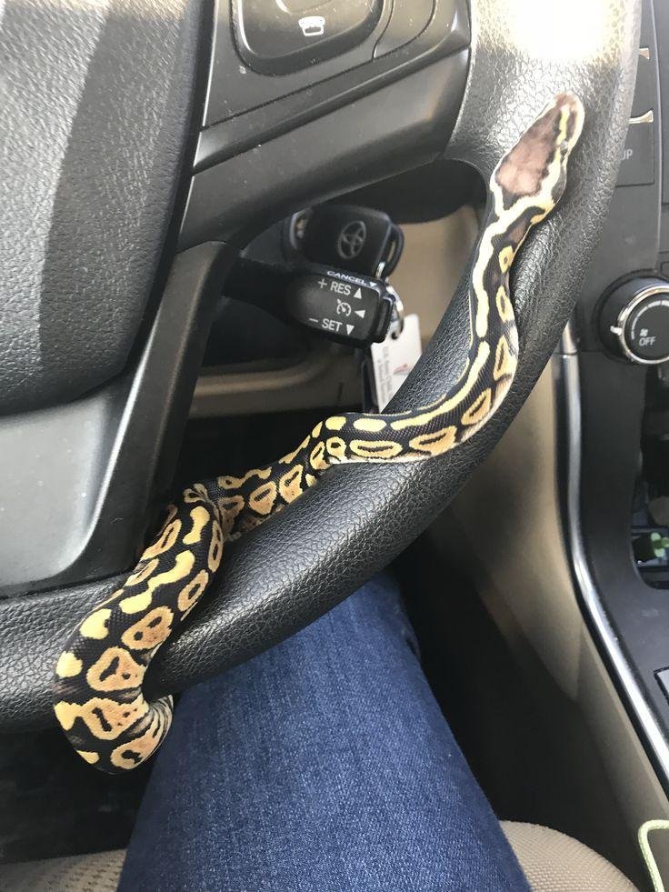 0249ab.jpg6710a31a6b4a5 - Dream About Snake In Car – Understanding Its Implications