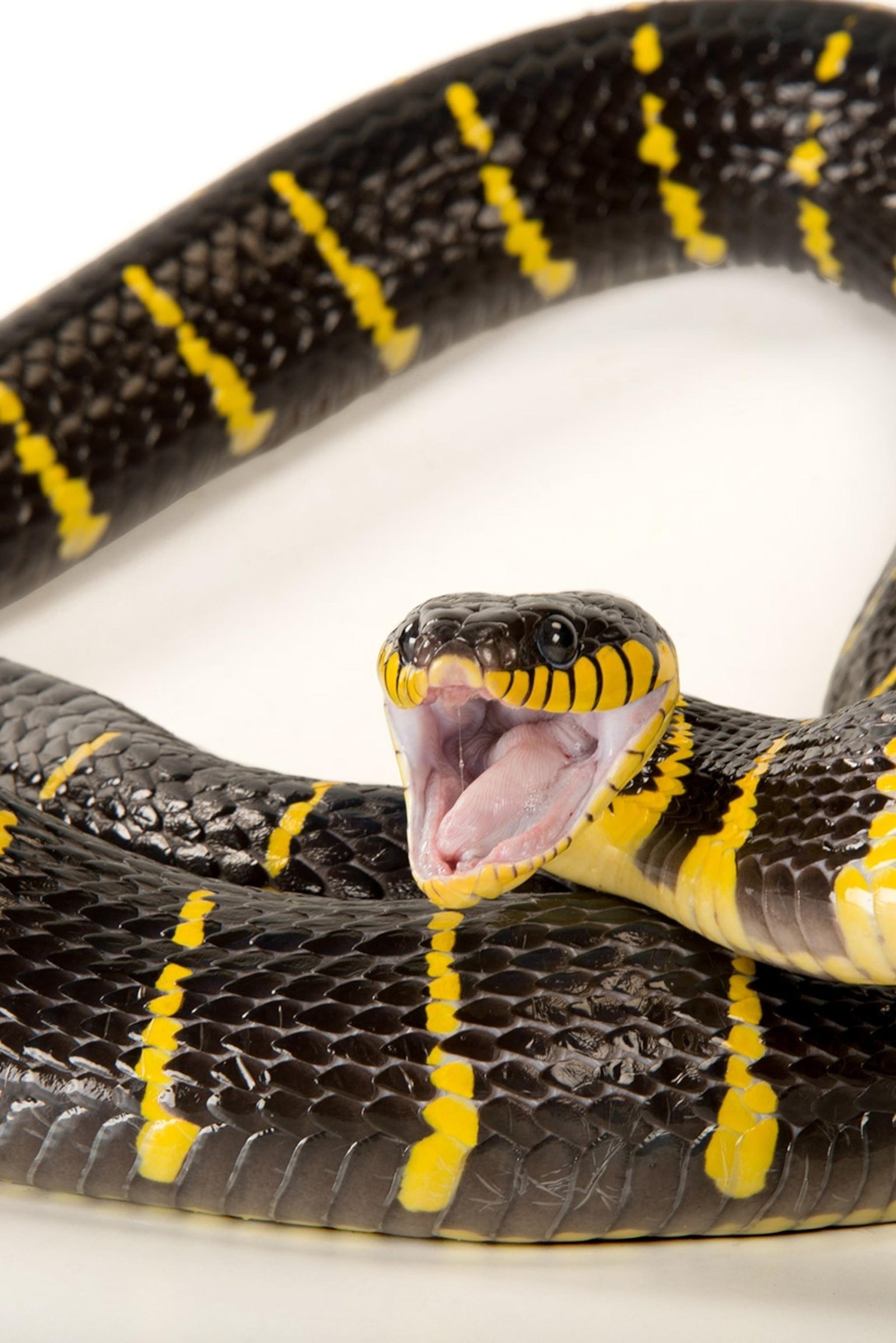 02 2x3.jpg6718095885433 - Dream About Snake Running Away From Me – Spiritual and Psychological Insights