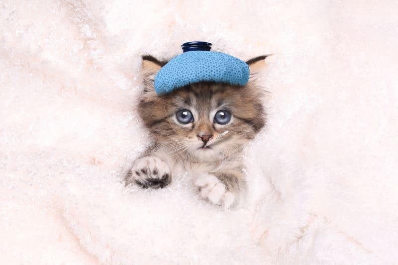 03 800 - Dream About Sick Cat – Hidden Messages and Insights