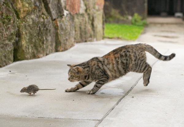 032202 - Dream About Cat Catching Mouse – What It Could Indicate