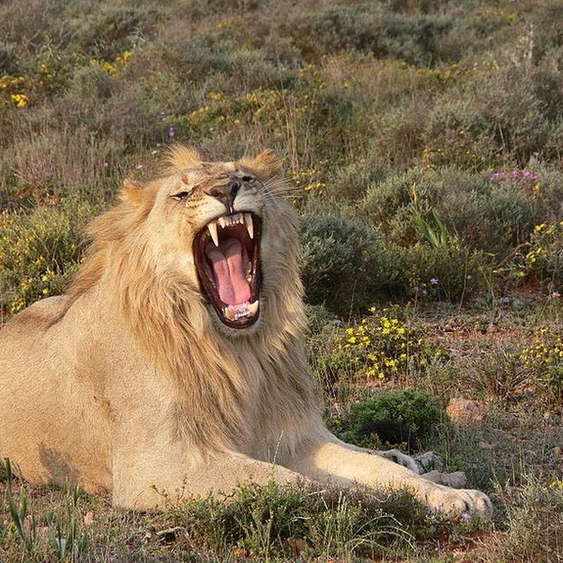 040181.jpg670ae293bd3c6 - Dream About Riding A Lion – Spiritual and Psychological Insights