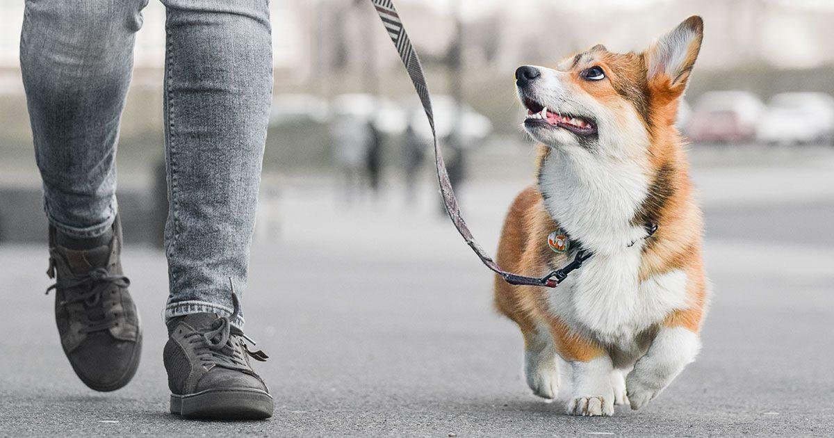 041323 - Dream About Dog Walking – Spiritual and Psychological Insights