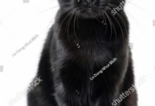 054427.jpg670e768c7adc3 220x150 - Dream About Black Cat Dying – Symbolism and Significance