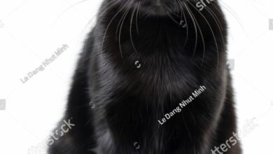 054427.jpg670e768c7adc3 390x220 - Dream About Black Cat Dying – Symbolism and Significance