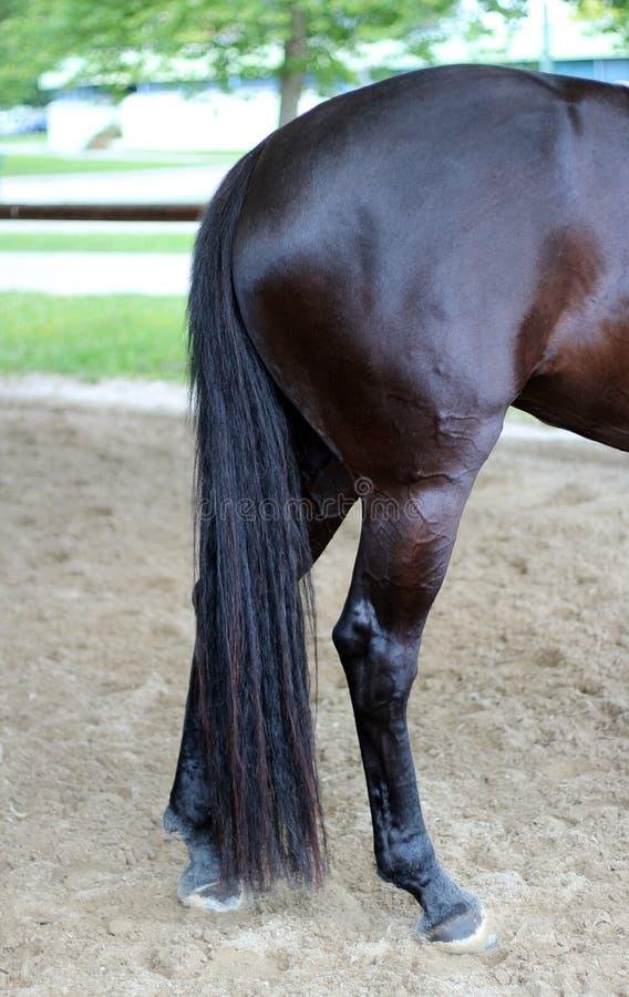 056182 - Dream About Horse Tail – Spiritual and Psychological Insights