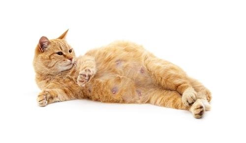 072543 - Dream About Pregnant Cat – Causes and Interpretations