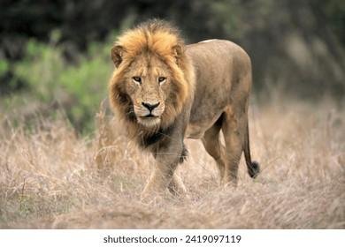097119 - Dream About A Lion Stalking Me – Analysis and Explanation