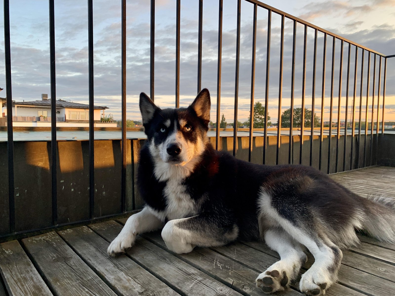 0dri71 - Dream Of Dog Jumping Off Balcony – Symbolism and Significance