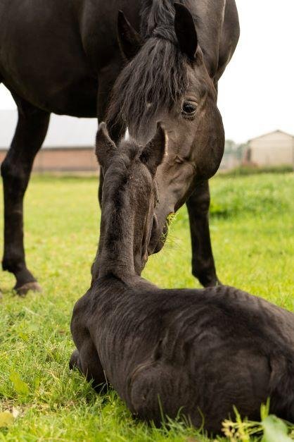 0foal4 - Dream About A Newborn Horse – What It Could Indicate