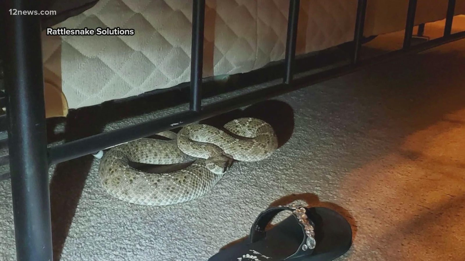 0x1080 - Dream About Snake Under Bed – Spiritual and Psychological Insights