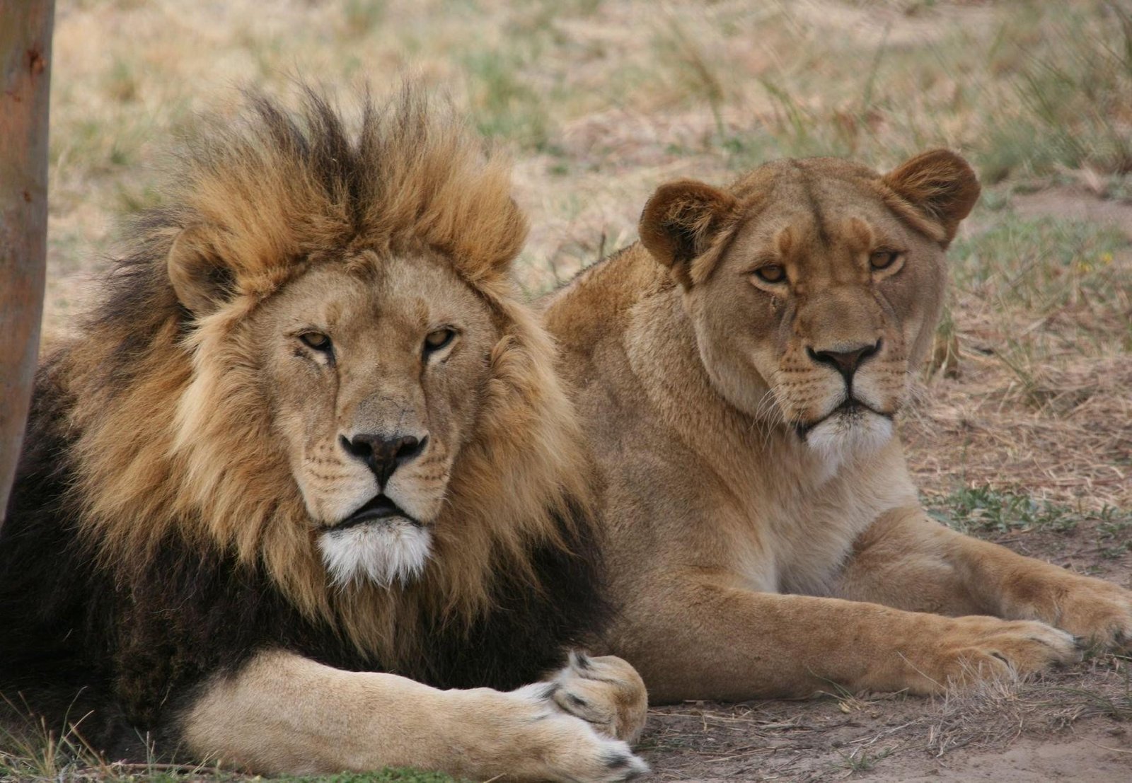 0x1328.jpg670c131d526ea - Dream About Lions And Hyenas – Decoding the Message