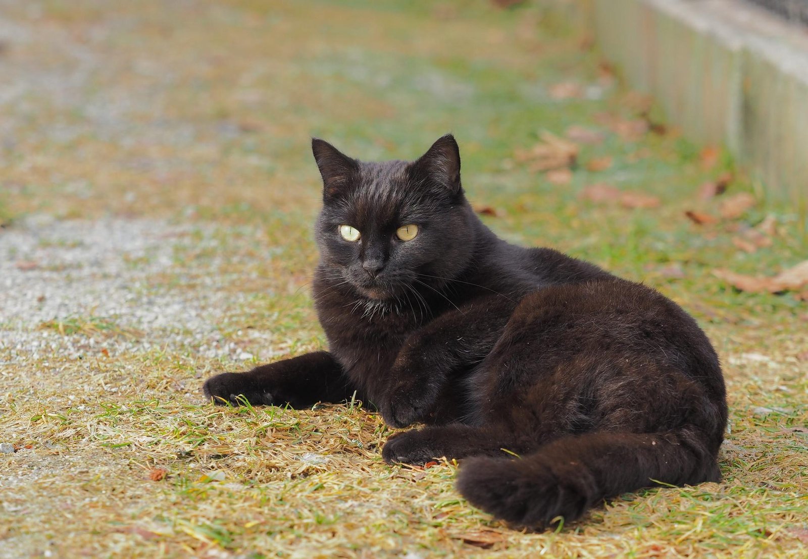 0x1329.jpg67033d0862d8c - Dream About Black Cat With Green Eyes – Hidden Messages and Insights