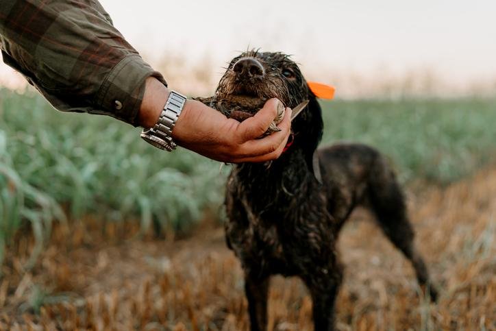 105947 - Dream About Dog Eating Bird – Analysis and Explanation