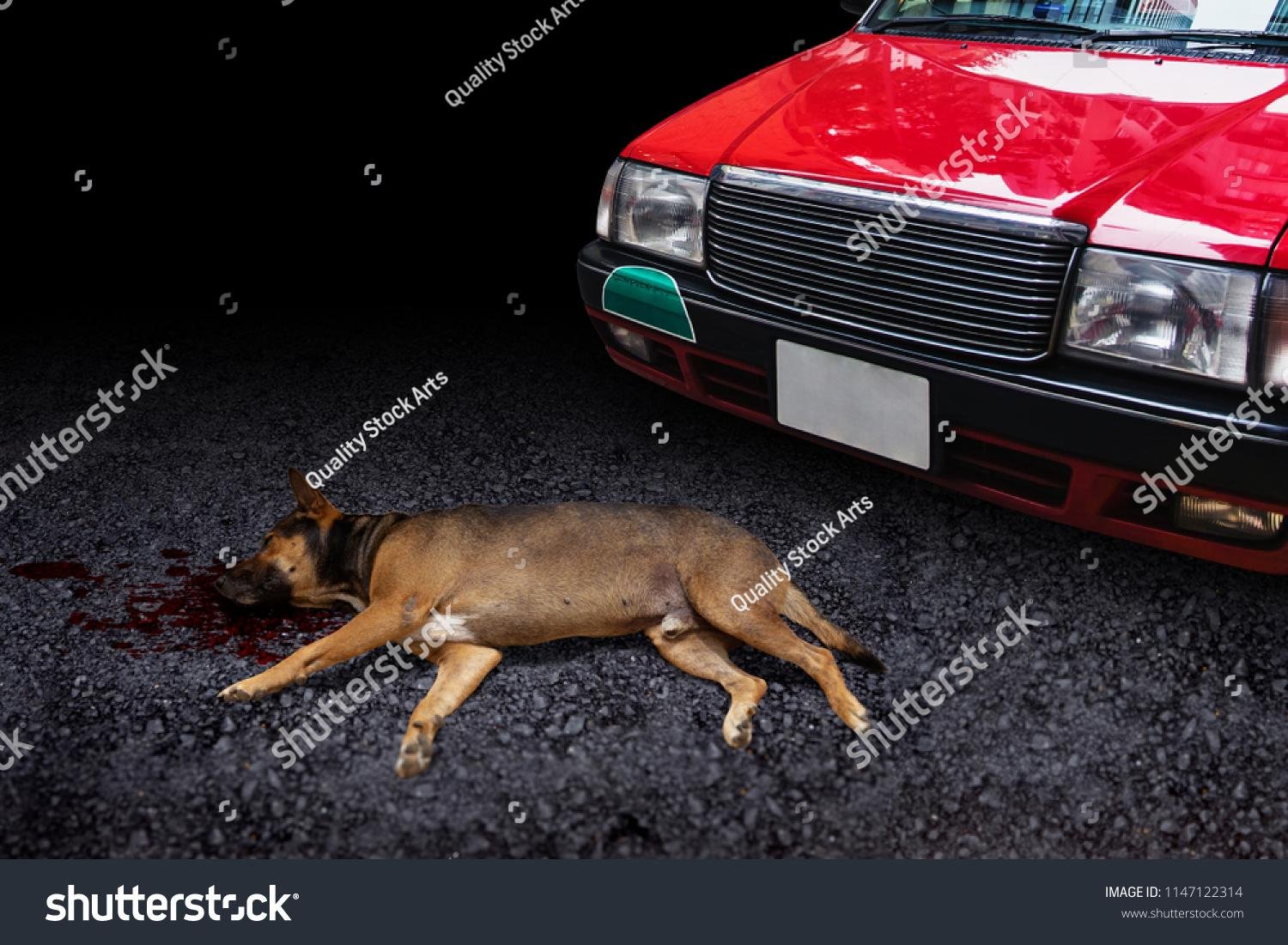 122314 - Dream About Dog Getting Hit By Car – Exploring the Meaning