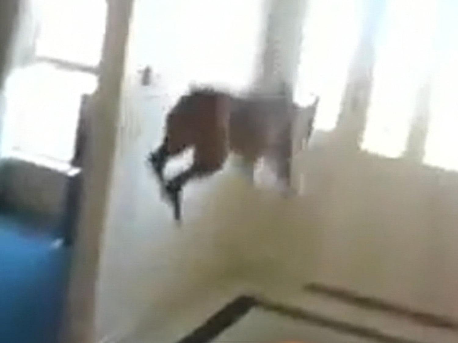 130411 - Dream Of Dog Jumping Off Building – What It Could Indicate