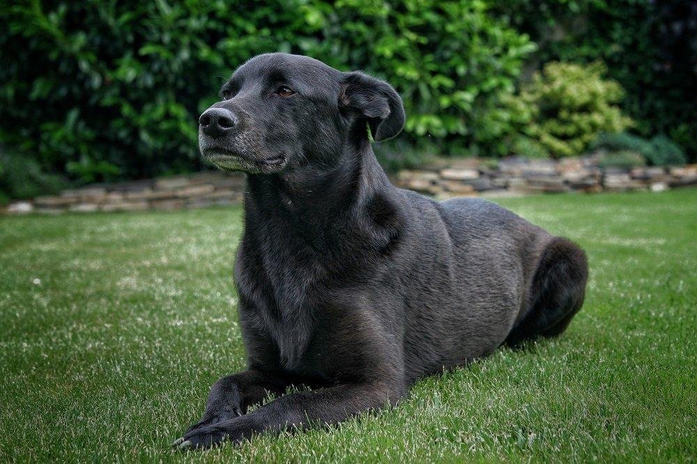 133082.jpg6714a0a55e7fd - Dream About A Black Dog – Spiritual and Psychological Insights