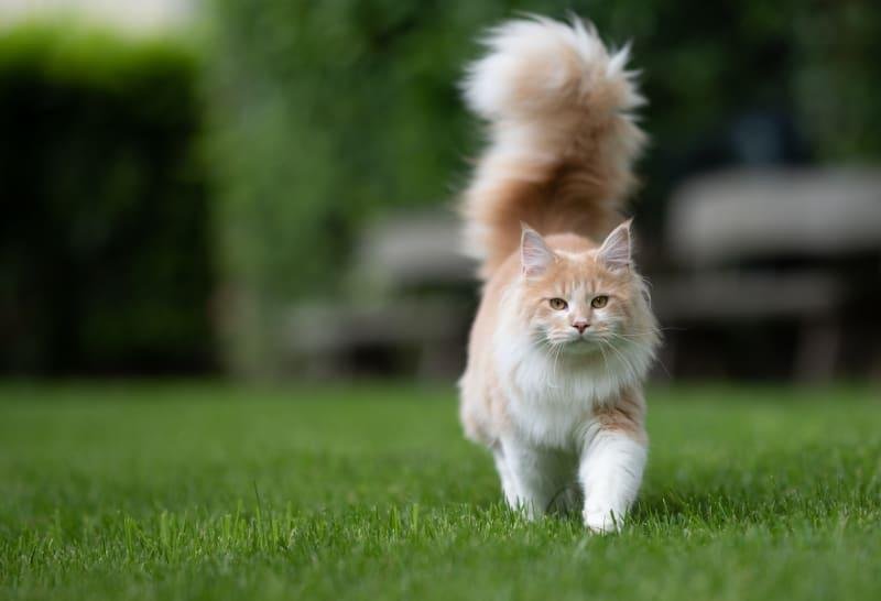 15 800 - Dream About Cat'S Tail Falling Off – Spiritual and Psychological Insights