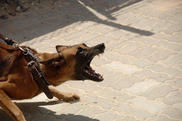 15 640 - Dream About Biting A Dog – Hidden Messages and Insights
