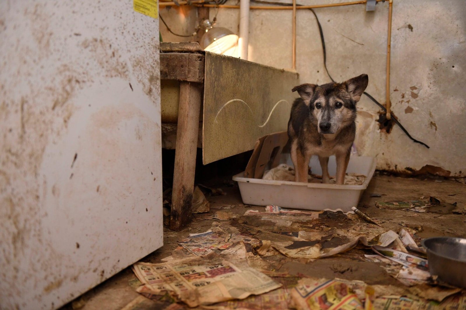 162942 - Dream About Neglecting A Dog – Hidden Messages and Insights