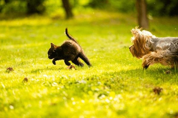 182692 - Dream About Dog Chasing Cat – Exploring the Meaning