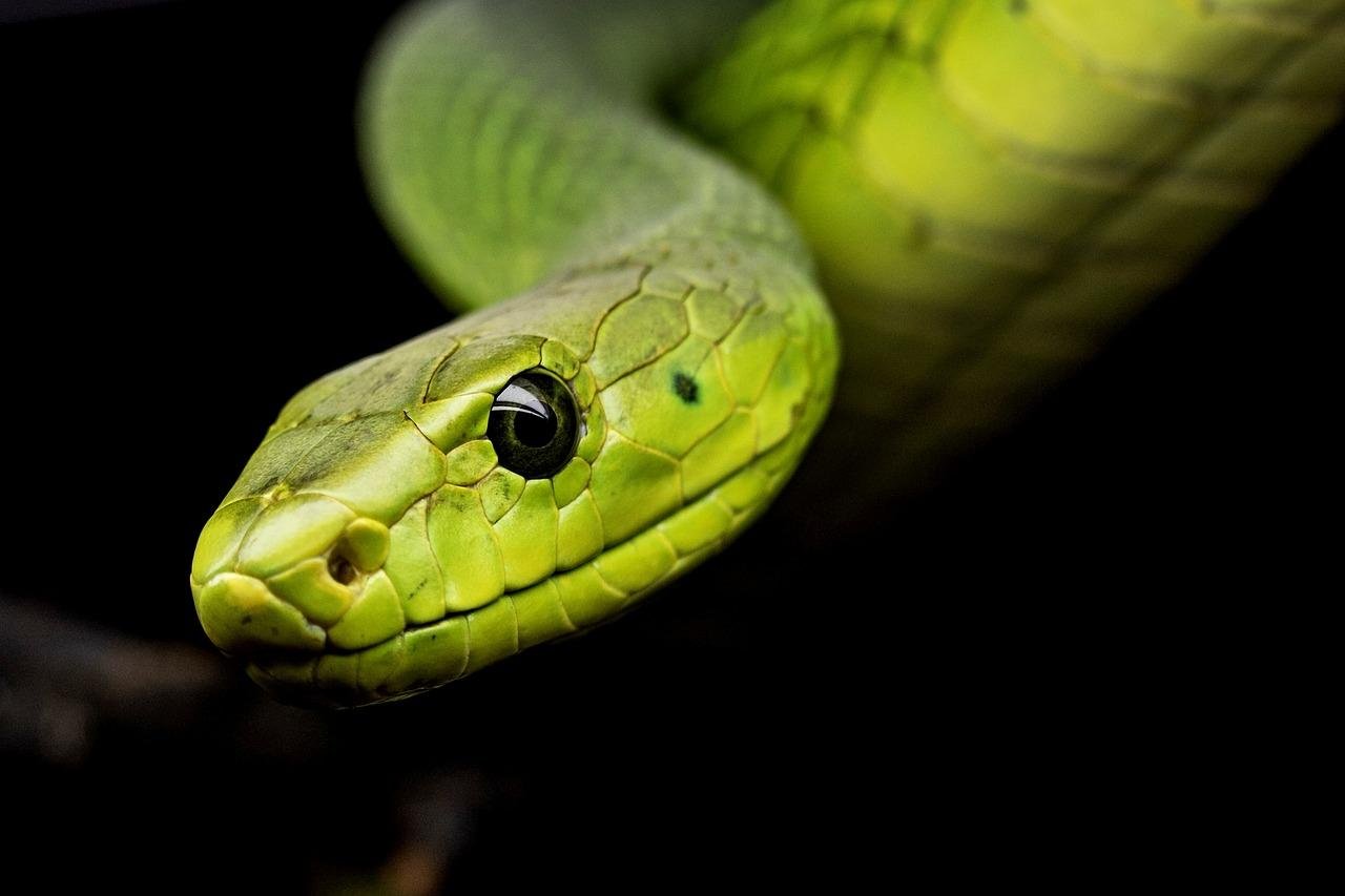 1 1280 - Dream About Snake Venom – Symbolism and Significance