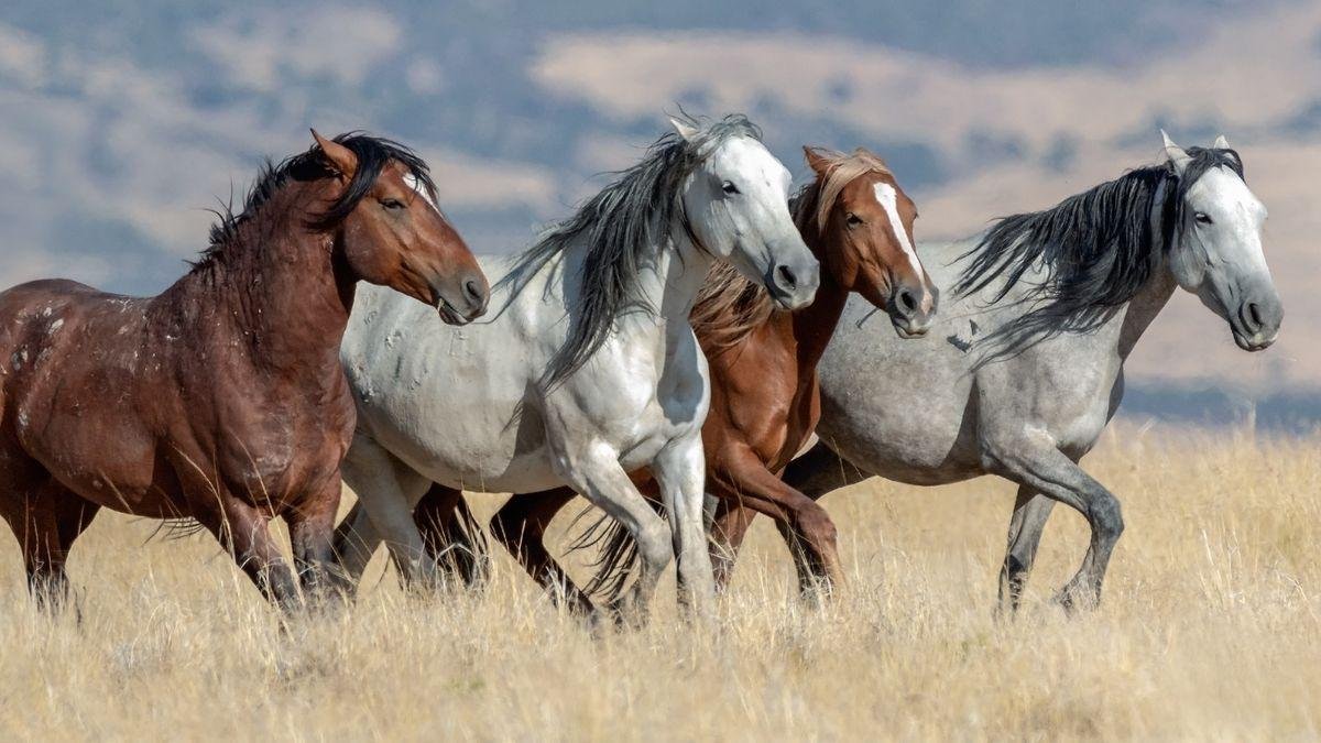 200 80 - Dream About Wild Horses – Symbolism and Significance