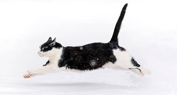 200364 - Dream About Cat Running – Exploring the Meaning