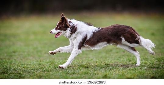 202898.jpg6704d8f3829b9 - Dream About Dog Running – Symbolism and Significance