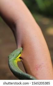 205385.jpg670b868b720d4 - Dream About Snake Biting Hand – Hidden Messages and Insights