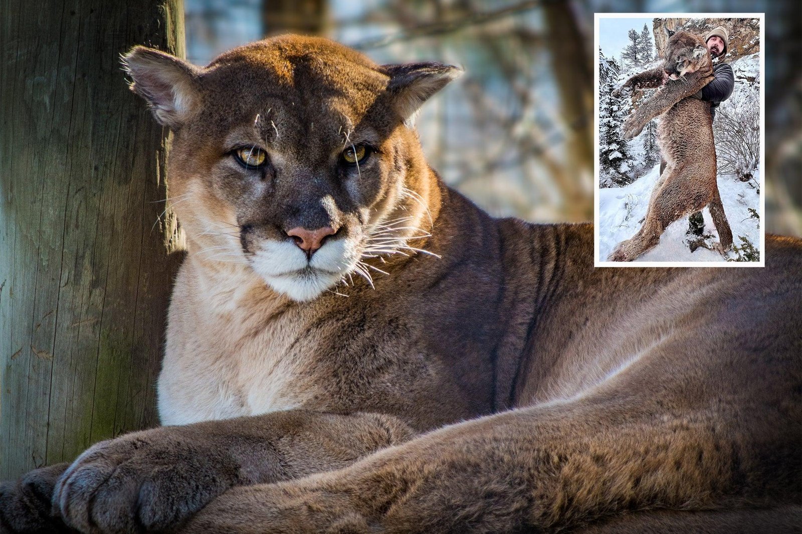 20lion - Dream About Being Attacked By A Mountain Lion – Causes and Interpretations