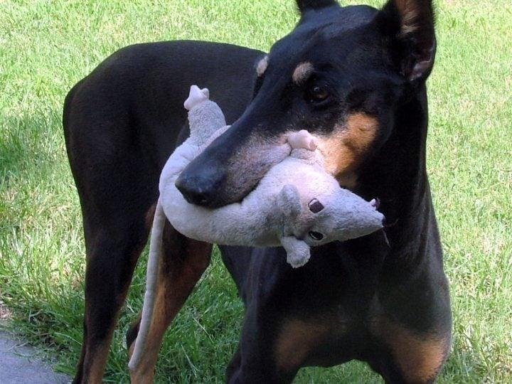 20x540 - Dream About Dog Eating Rat – Exploring the Meaning