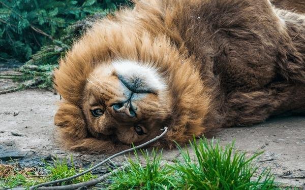 211724 - Dream About Dead Lion – What It Could Indicate