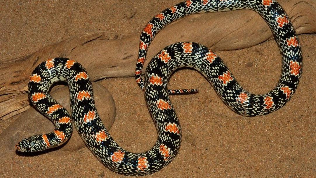 219738 - Dream About Long Snake – Hidden Messages and Insights
