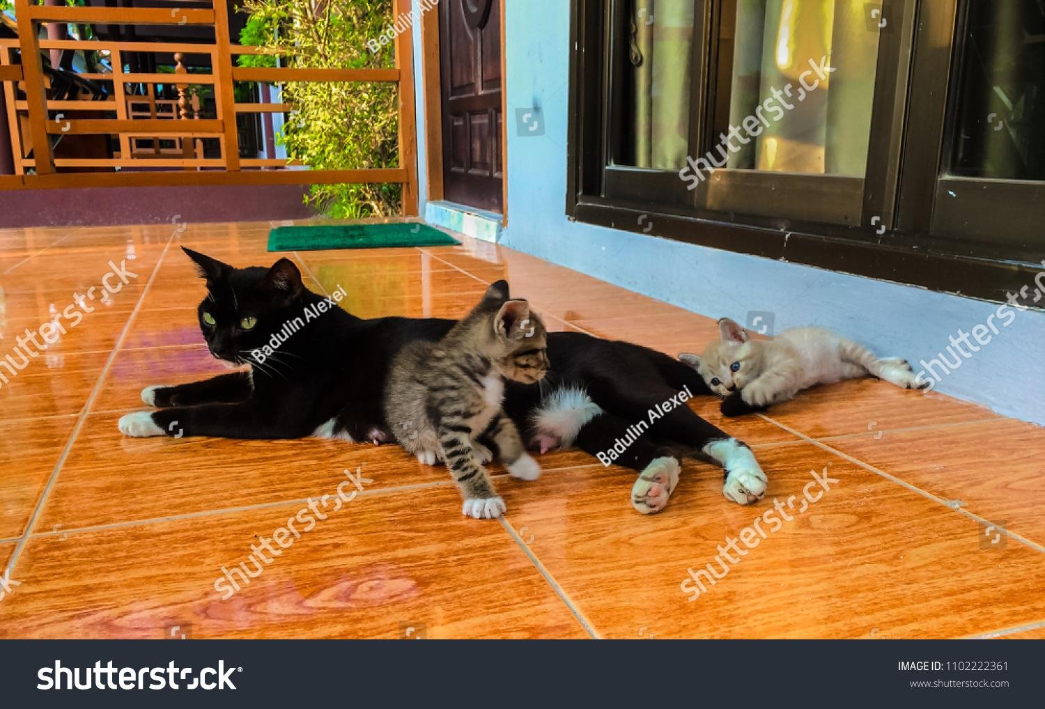 222361 - Dream About Cat With Tail Cut Off – Spiritual and Psychological Insights