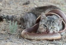 2400 dream about cat killing snake hidden messages and insights 220x150 - Dream About Cat With Two Tails – Exploring the Meaning