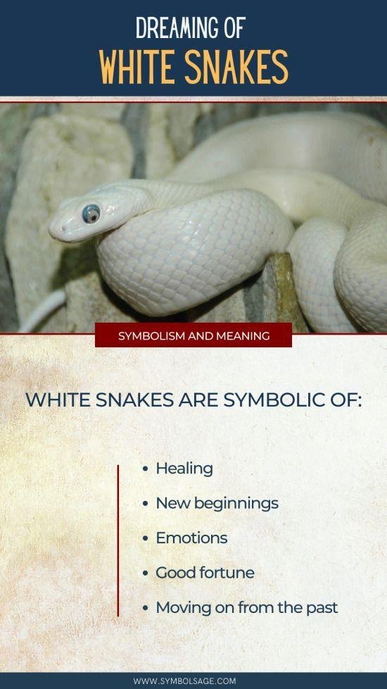 24317f - Dream About Snake Running Away – What It Could Indicate