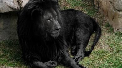 Dream About Black Lion – Understanding Its Implications