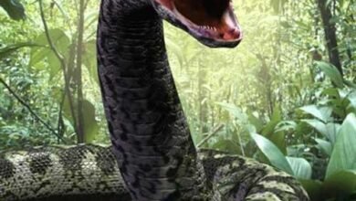 Dream About Seeing A Big Snake – Spiritual and Psychological Insights