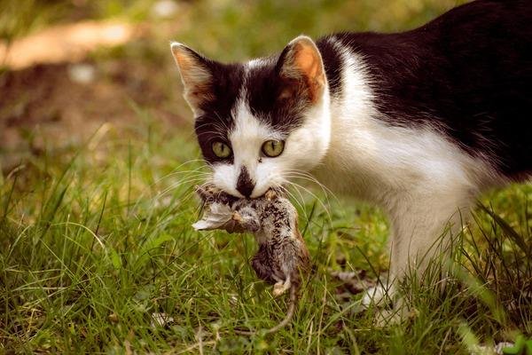 248651 - Dream About Cat Catching Rat – Symbolism and Significance