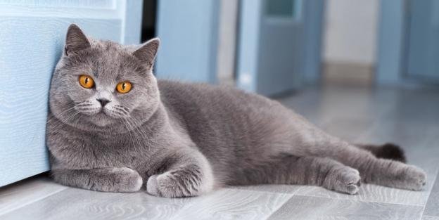 24x313 - Dream About Gray Cat – Spiritual and Psychological Insights