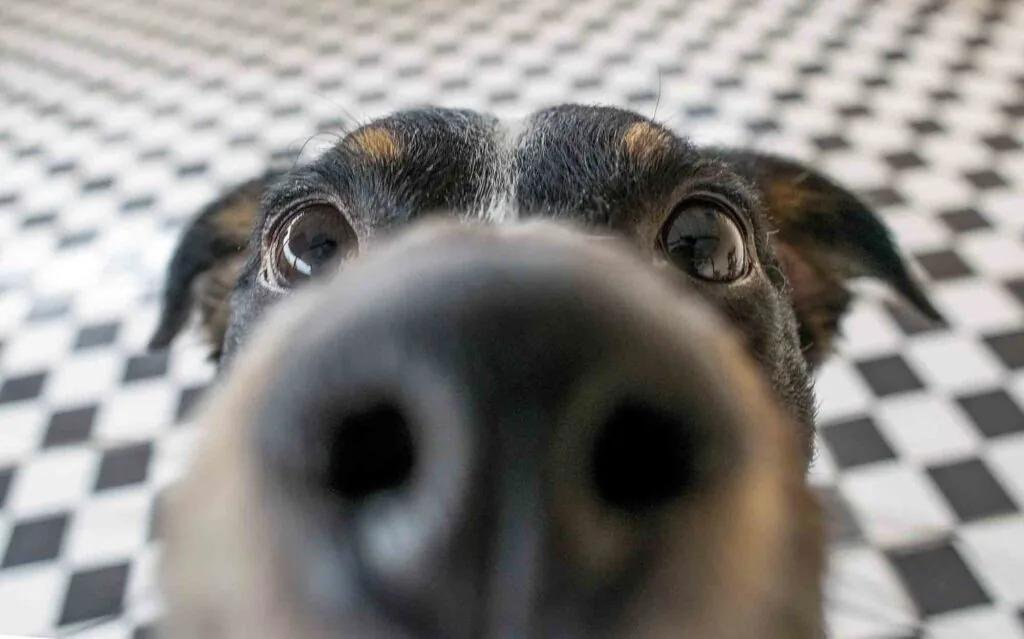 24x639 - Dream About Dog Sniffing Me – Causes and Interpretations