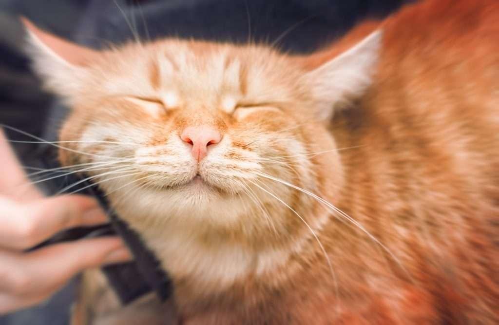 24x667.jpg671298975cdd8 - Dream About Ginger Cat – Exploring the Meaning