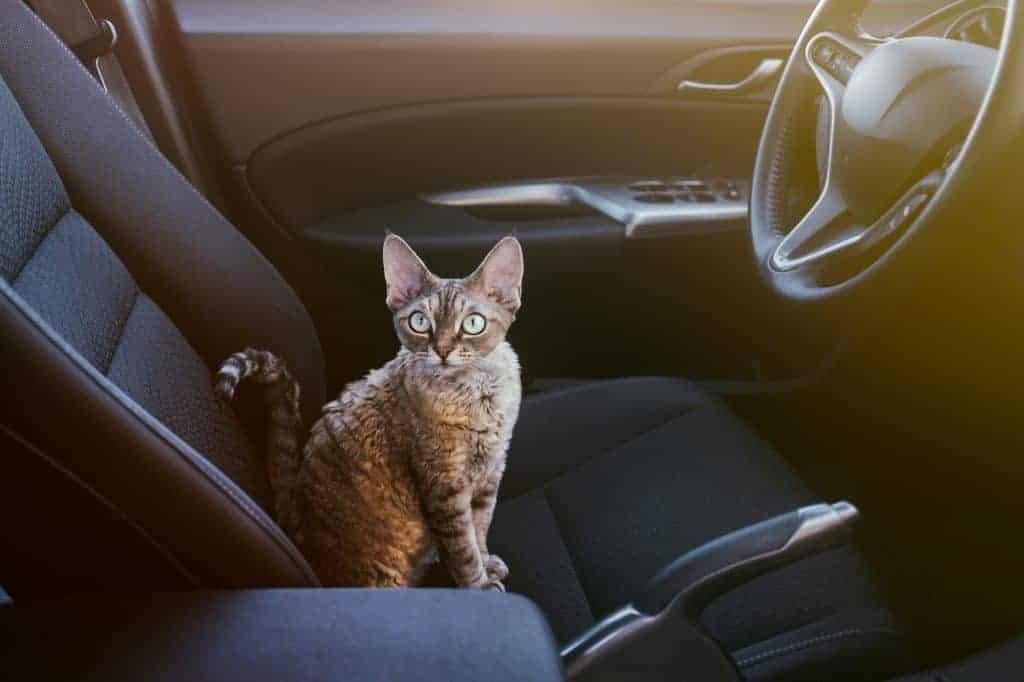 24x682 - Dream About Cat In Car – Understanding Its Implications
