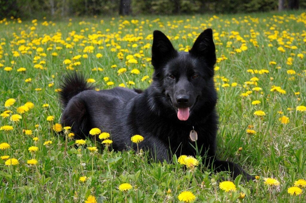 24x682.jpg67159837ac342 - Dream About 2 Black Dogs – Decoding the Message