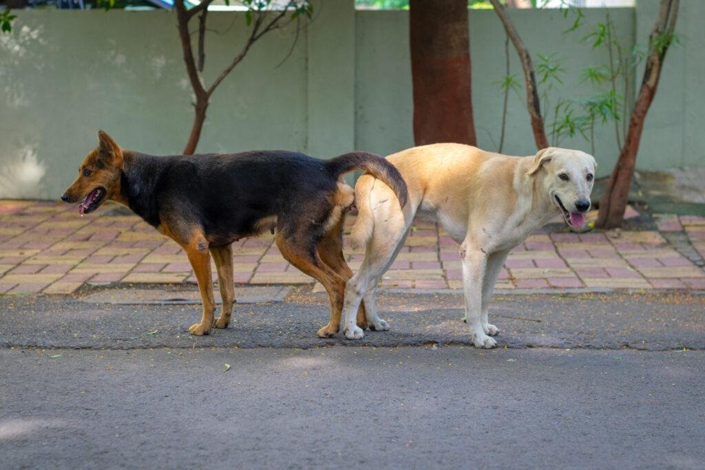 24x683.jpg67145de2587bf - Dream About Dogs Mating – Analysis and Explanation