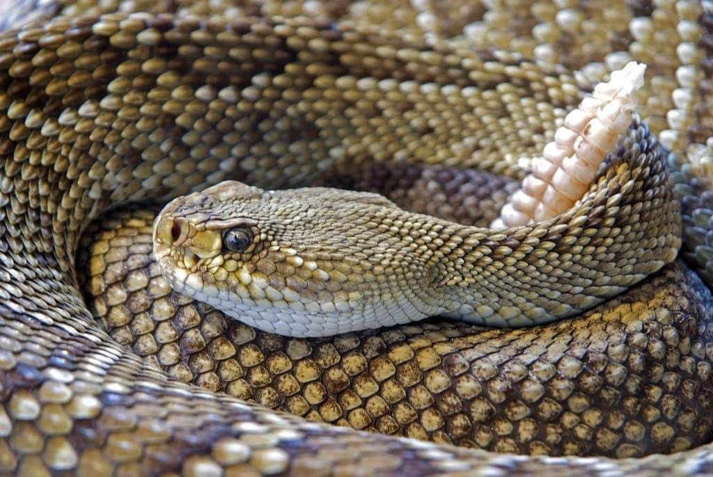 24x685.jpg670ae2b6921ea - Dream About Rattle Snake – Exploring the Meaning