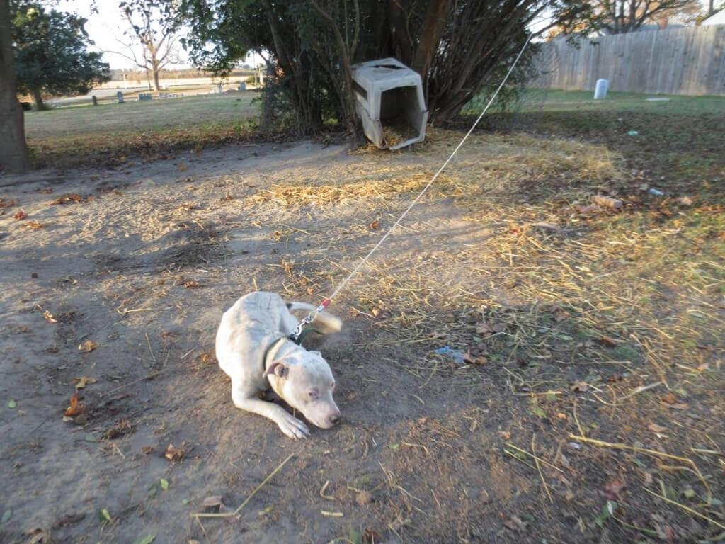 24x768.jpg67162bb9e22ee - Dream About Dog Tied Up – Analysis and Explanation