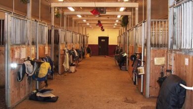 Dream About A Horse Stable – Analysis and Explanation